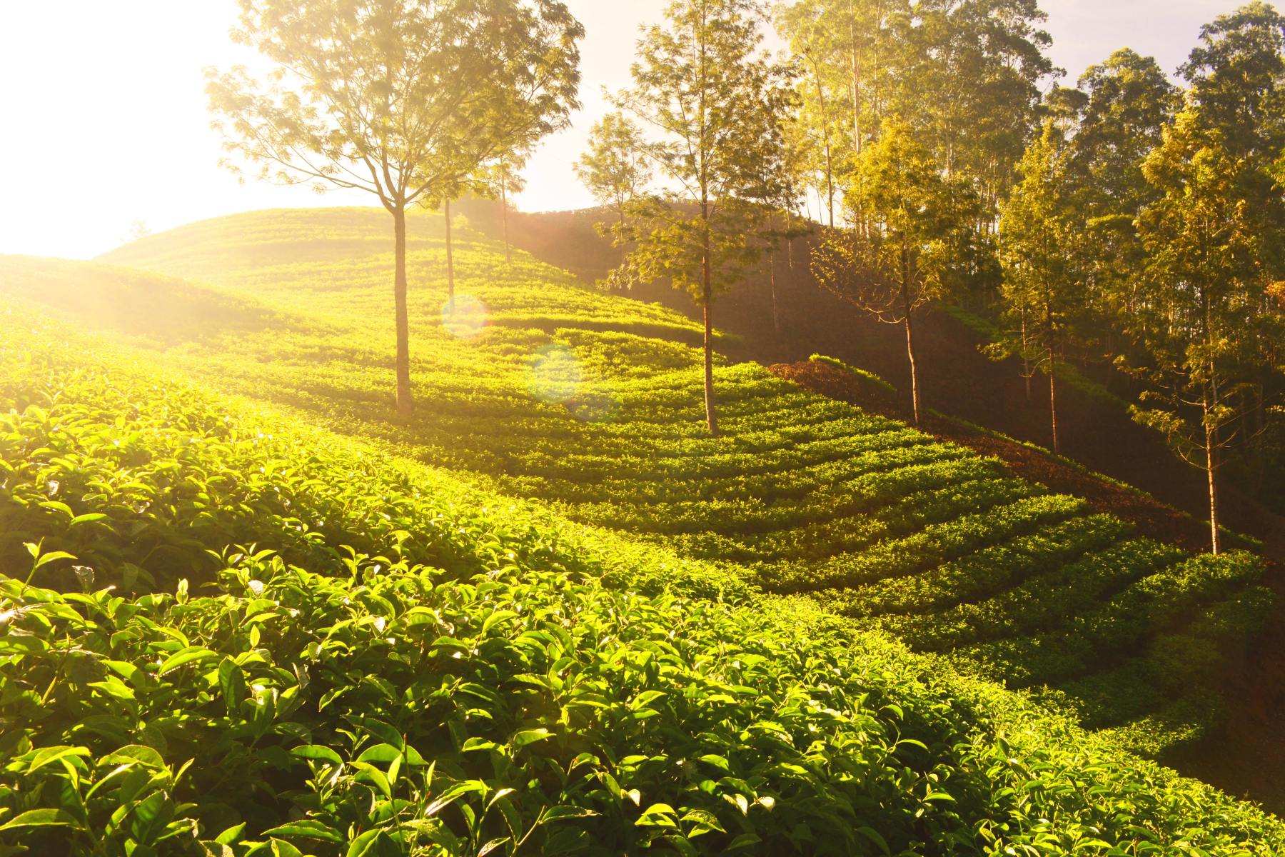 Garden tea